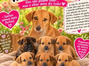 Cachorro raça SRD-ViraLata idade Abaixo de 2 meses nome caramelo e seus filhotes