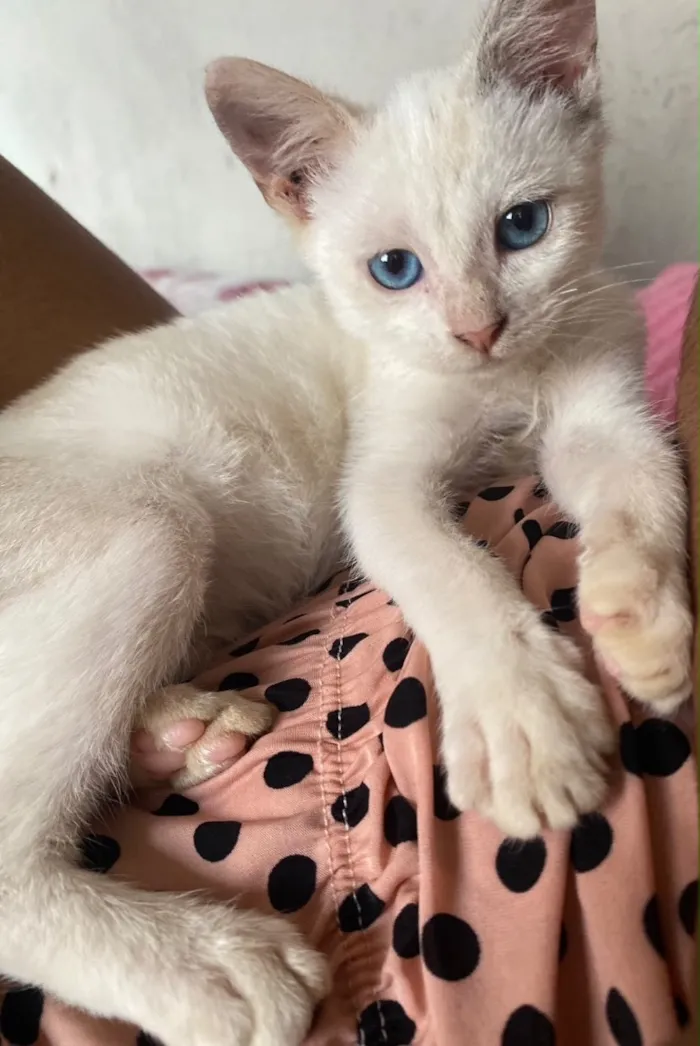 Gato raça SRD-ViraLata idade 2 a 6 meses nome Branquinha 