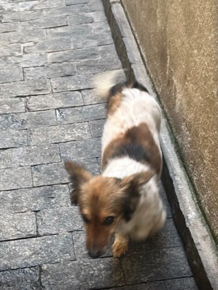 Cachorro raça SRD-ViraLata idade 6 ou mais anos nome Luna