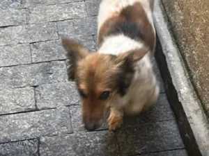 Cachorro raça SRD-ViraLata idade 6 ou mais anos nome Luna
