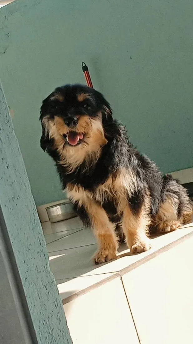 Cachorro raça Shnauzer idade 7 a 11 meses nome chicò