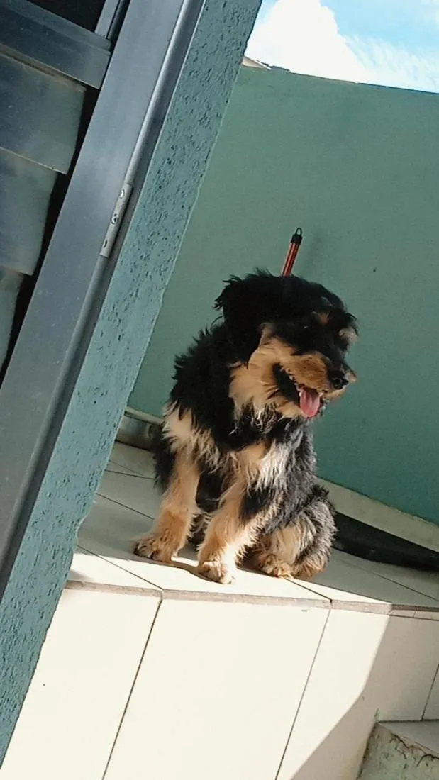 Cachorro raça Shnauzer idade 7 a 11 meses nome chicò