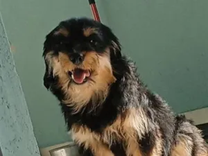Cachorro raça Shnauzer idade 7 a 11 meses nome chicò