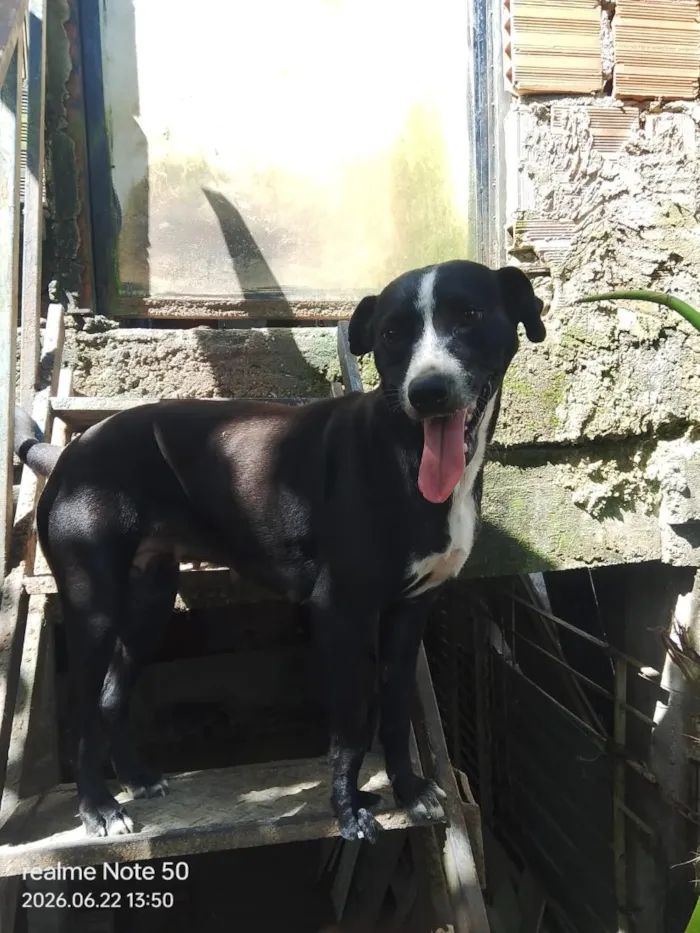 Cachorro raça SRD-ViraLata idade 2 anos nome Layla