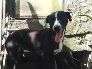 Cachorro raça SRD-ViraLata idade 2 anos nome Layla