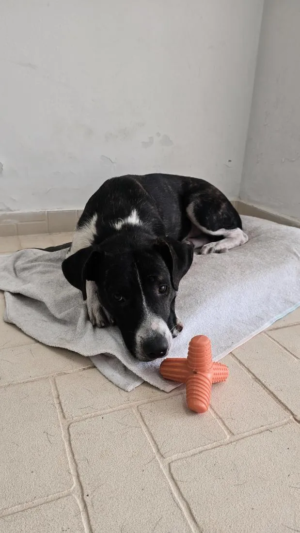 Cachorro raça SRD-ViraLata idade 1 ano nome Doc