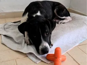 Cachorro raça SRD-ViraLata idade 1 ano nome Doc