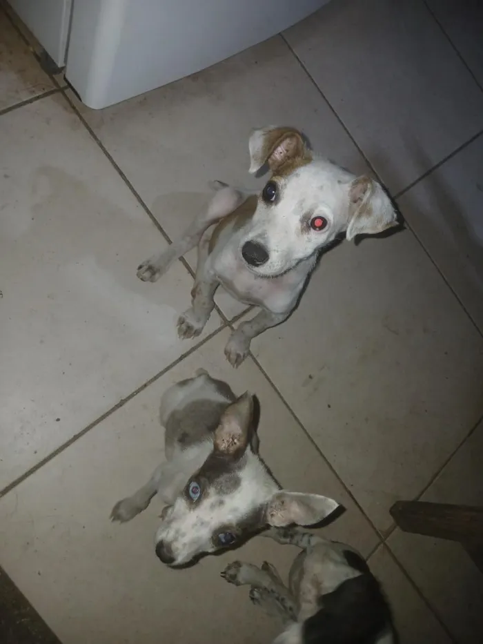 Cachorro raça SRD-ViraLata idade 2 a 6 meses nome golias