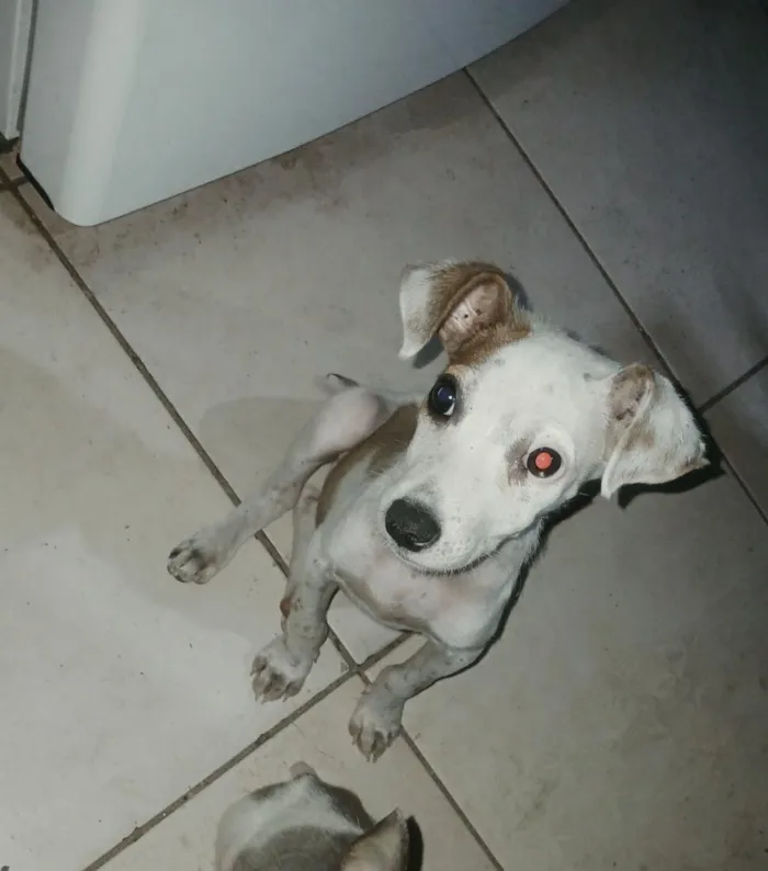 Cachorro raça SRD-ViraLata idade 2 a 6 meses nome golias