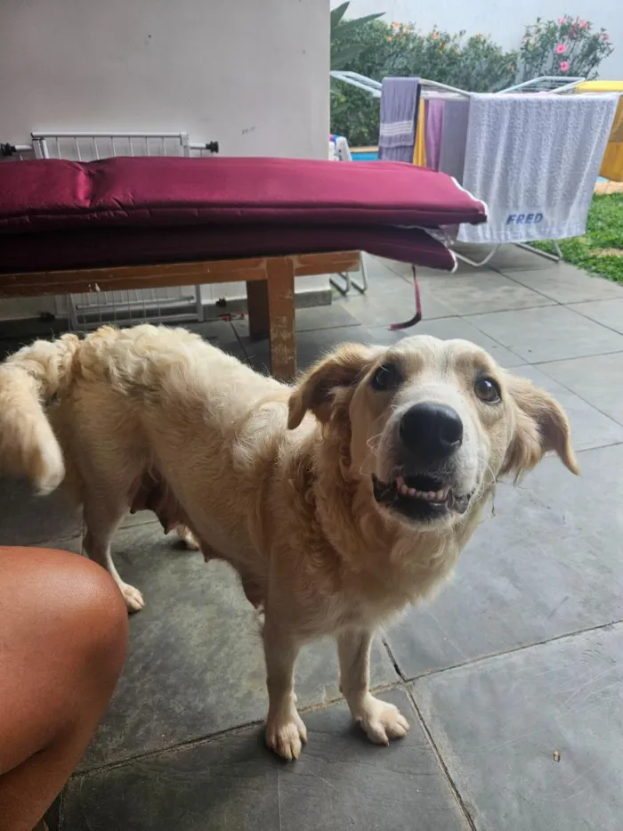 Cachorro raça SRD-ViraLata idade 1 ano nome Bebel