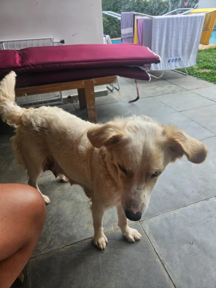 Cachorro raça SRD-ViraLata idade 1 ano nome Bebel
