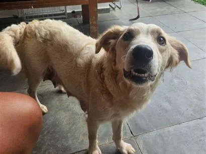 Cachorro raça SRD-ViraLata idade 1 ano nome Bebel