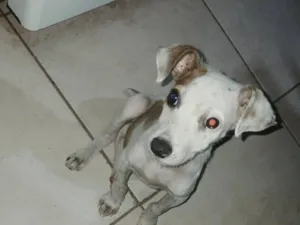 Cachorro raça SRD-ViraLata idade 2 a 6 meses nome golias