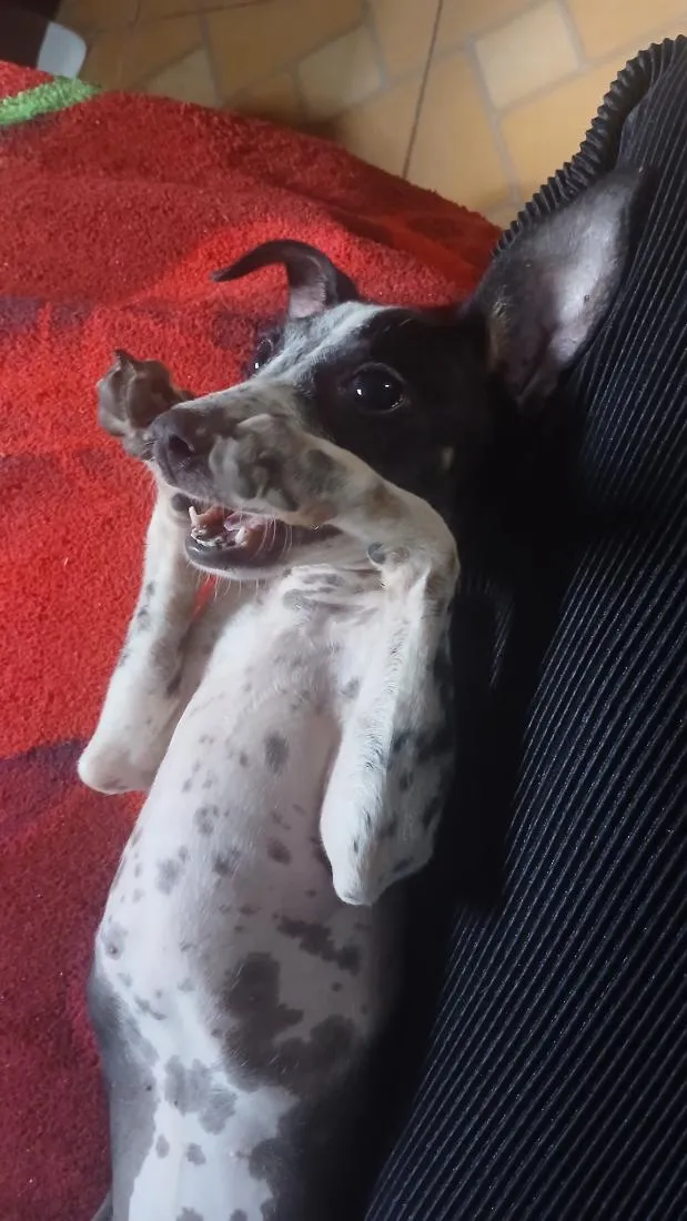 Cachorro raça SRD-ViraLata idade 2 a 6 meses nome Preta