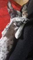 Preta