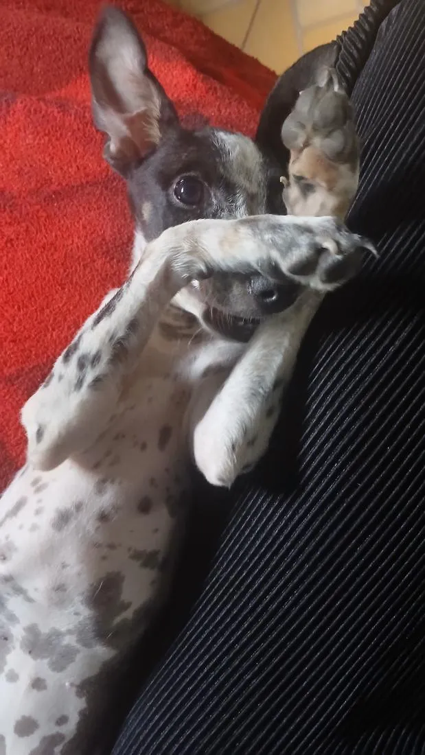 Cachorro raça SRD-ViraLata idade 2 a 6 meses nome Preta