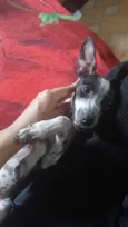 Preta