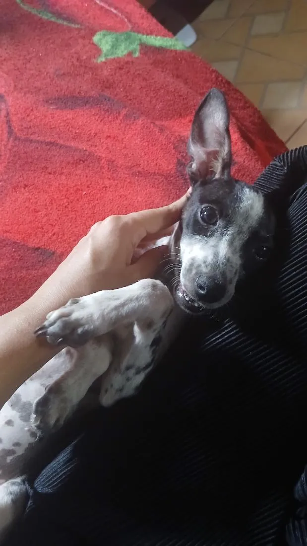 Cachorro raça SRD-ViraLata idade 2 a 6 meses nome Preta