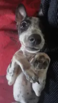 Preta