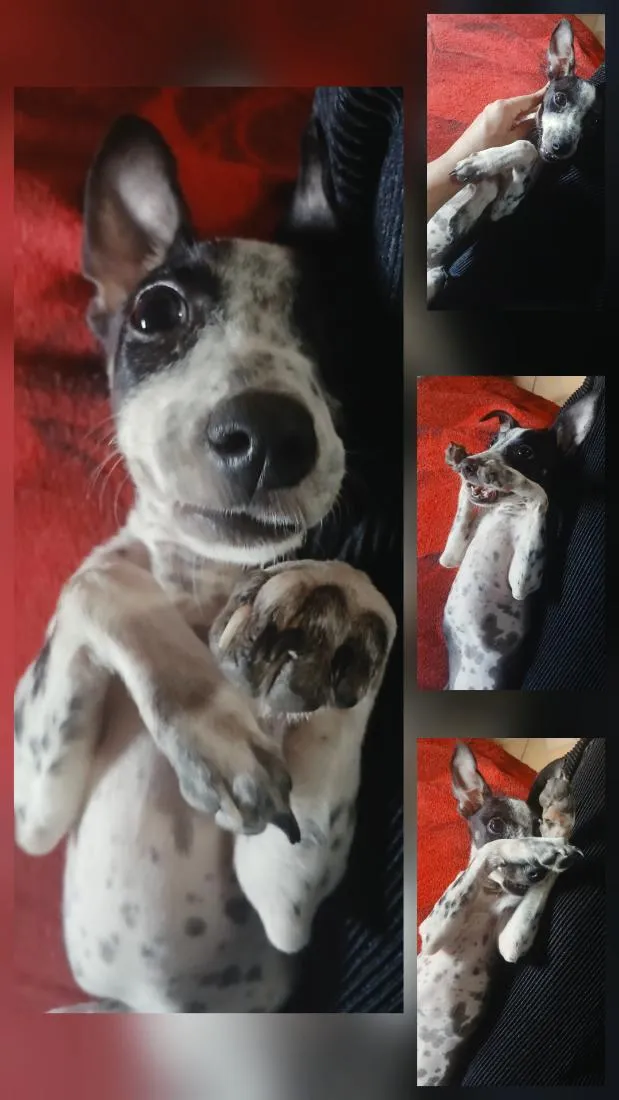 Cachorro raça SRD-ViraLata idade 2 a 6 meses nome Preta