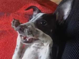 Cachorro raça SRD-ViraLata idade 2 a 6 meses nome Preta