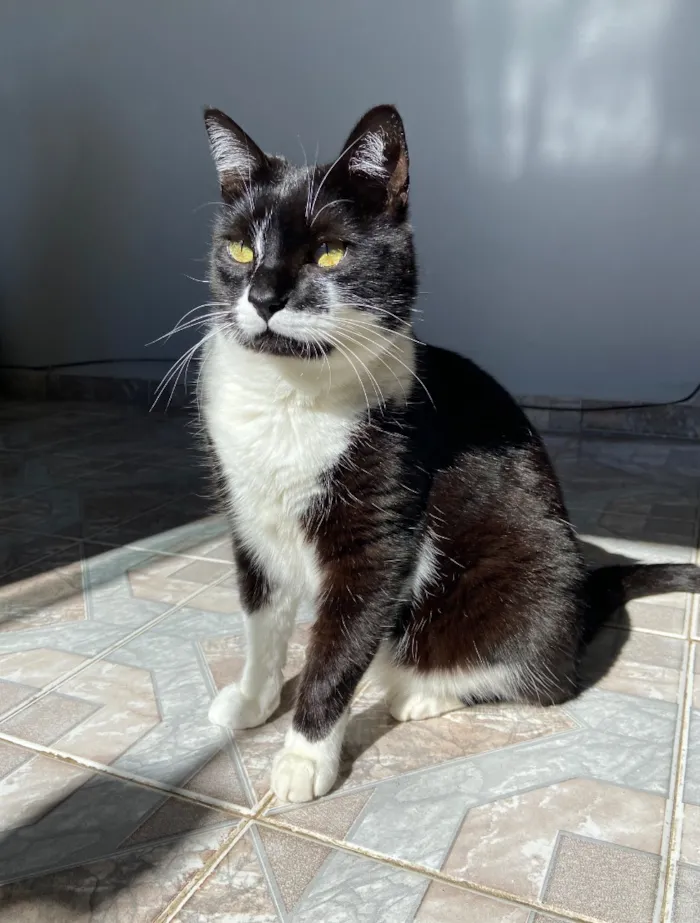 Gato raça SRD-ViraLata idade 5 anos nome Saru