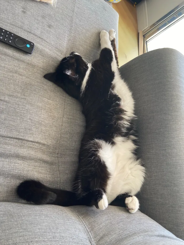 Gato raça SRD-ViraLata idade 5 anos nome Saru