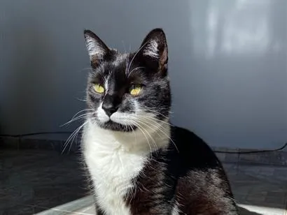 Gato raça SRD-ViraLata idade 5 anos nome Saru