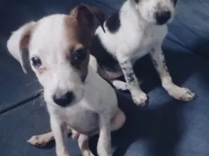 Cachorro raça SRD-ViraLata idade 2 a 6 meses nome Adão