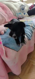 cacau