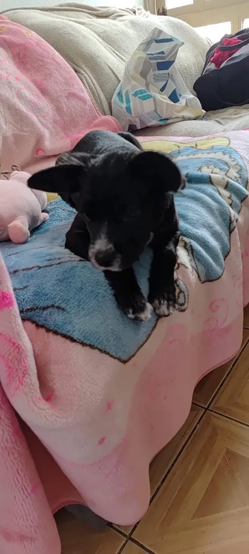 Cachorro raça SRD-ViraLata idade 2 a 6 meses nome cacau