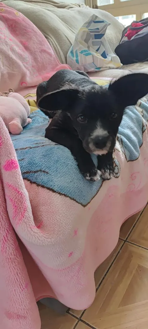 Cachorro raça SRD-ViraLata idade 2 a 6 meses nome cacau