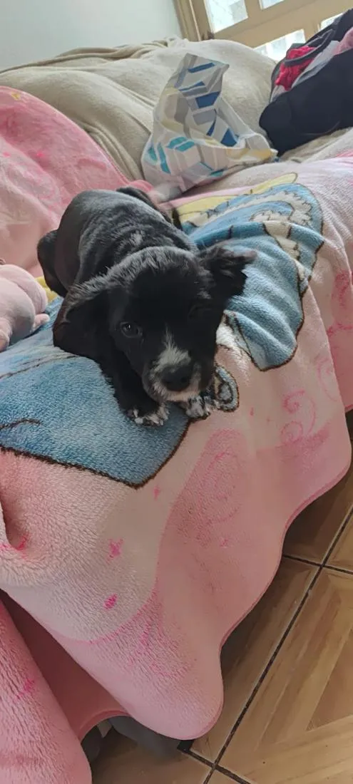 Cachorro raça SRD-ViraLata idade 2 a 6 meses nome cacau