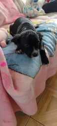 cacau