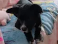 cacau