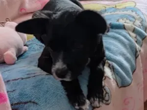 Cachorro raça SRD-ViraLata idade 2 a 6 meses nome cacau
