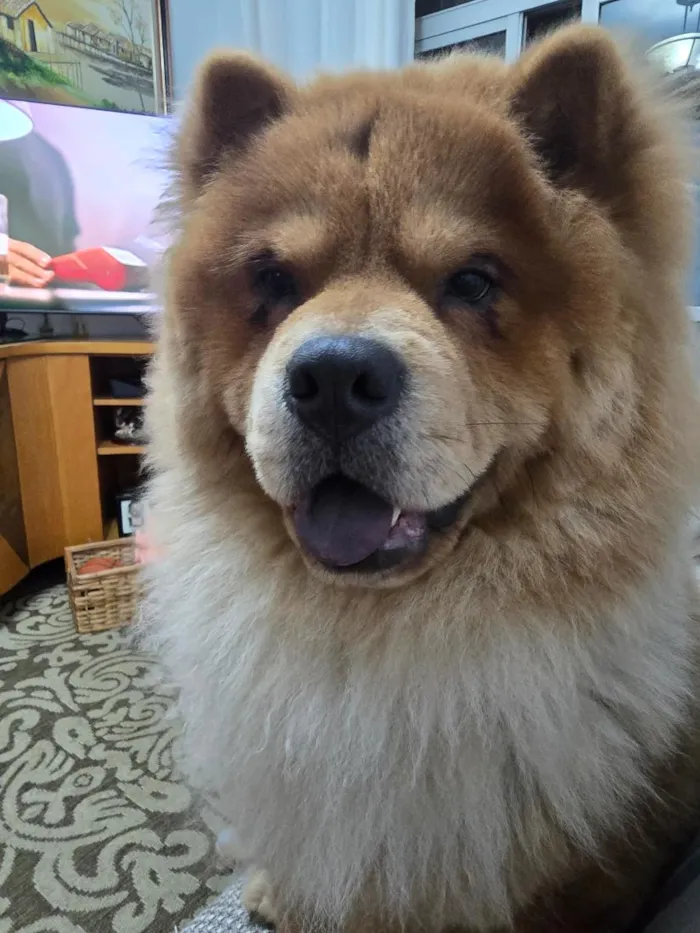 Cachorro raça SRD-ViraLata idade 1 ano nome Thor