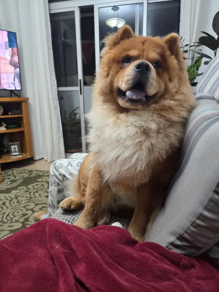 Cachorro raça SRD-ViraLata idade 1 ano nome Thor