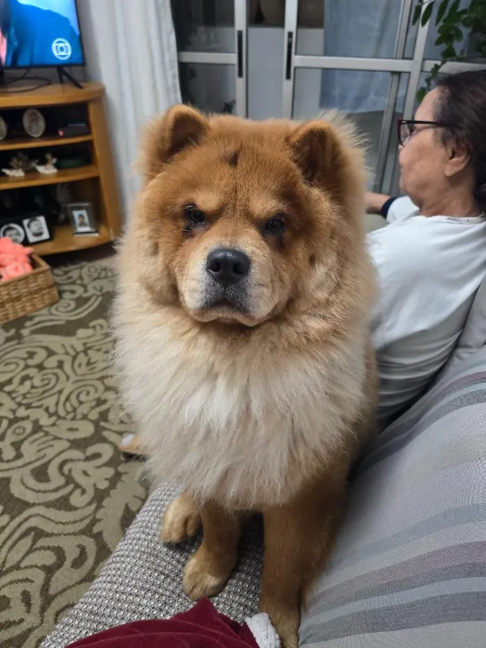 Cachorro raça SRD-ViraLata idade 1 ano nome Thor