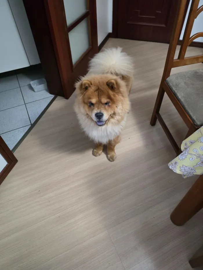 Cachorro raça SRD-ViraLata idade 1 ano nome Thor