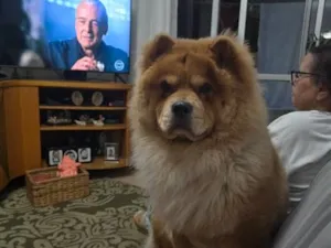 Cachorro raça SRD-ViraLata idade 1 ano nome Thor