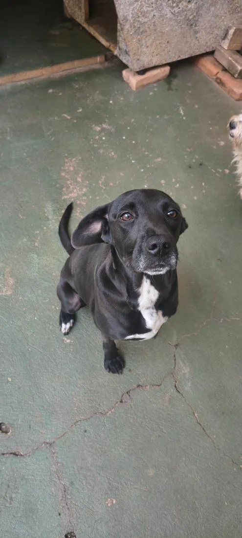 Cachorro raça SRD-ViraLata idade 4 anos nome Zeus