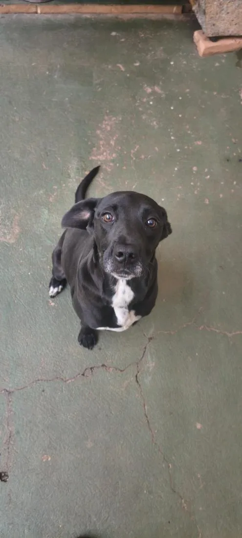 Cachorro raça SRD-ViraLata idade 4 anos nome Zeus