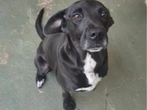 Cachorro raça SRD-ViraLata idade 4 anos nome Zeus