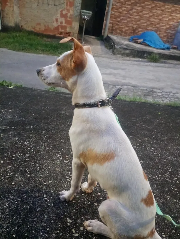Cachorro raça SRD-ViraLata idade 1 ano nome Alfredo