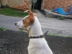Cachorro raça SRD-ViraLata idade 1 ano nome Alfredo