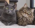 Quero adotar gatos