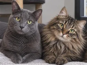 Gato raça SRD-ViraLata idade 3 anos nome Quero adotar gatos
