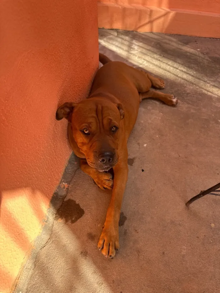 Cachorro raça Boxer idade 2 anos nome Conde