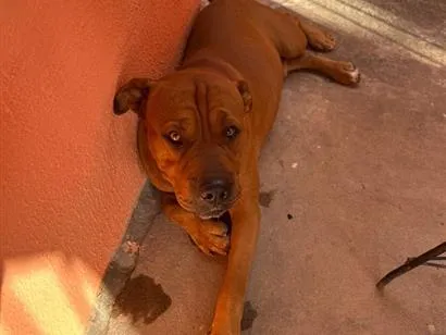 Cachorro raça Boxer idade 2 anos nome Conde